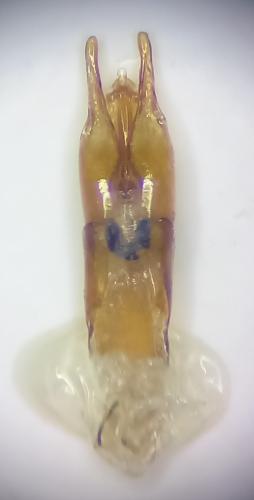 Réf. 333 275 : Enochrus ater